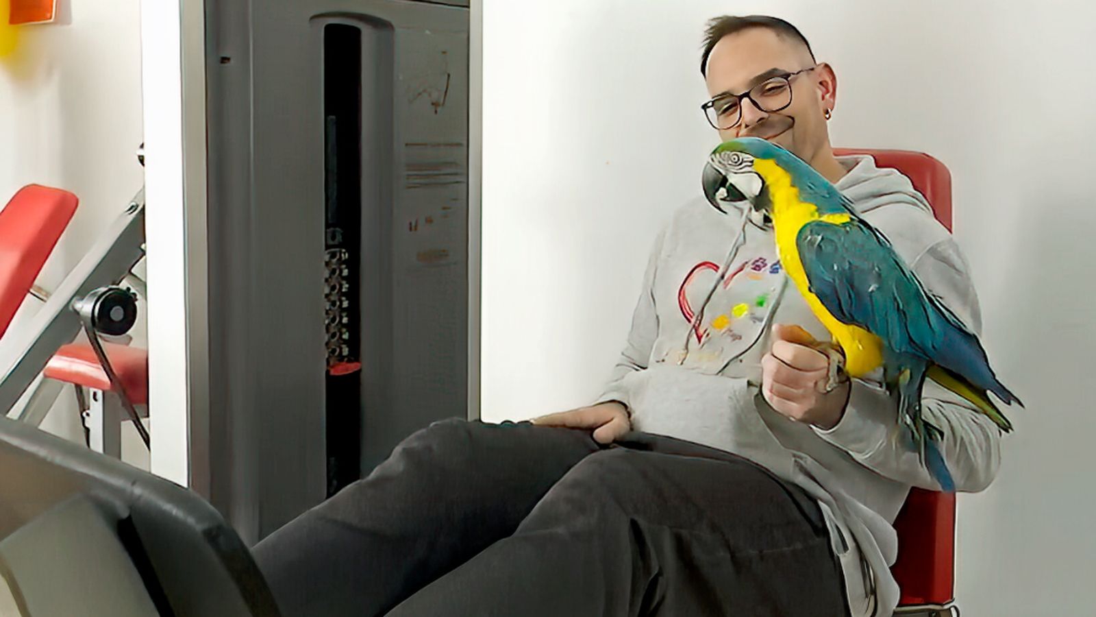 Laura, un guacamayo que no vuela pero va al gimnasio