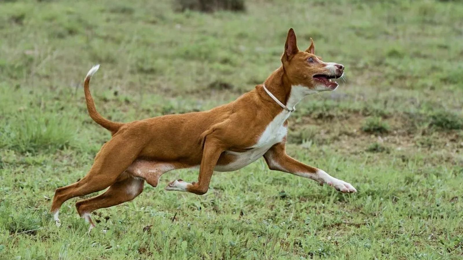 podenco andaluz