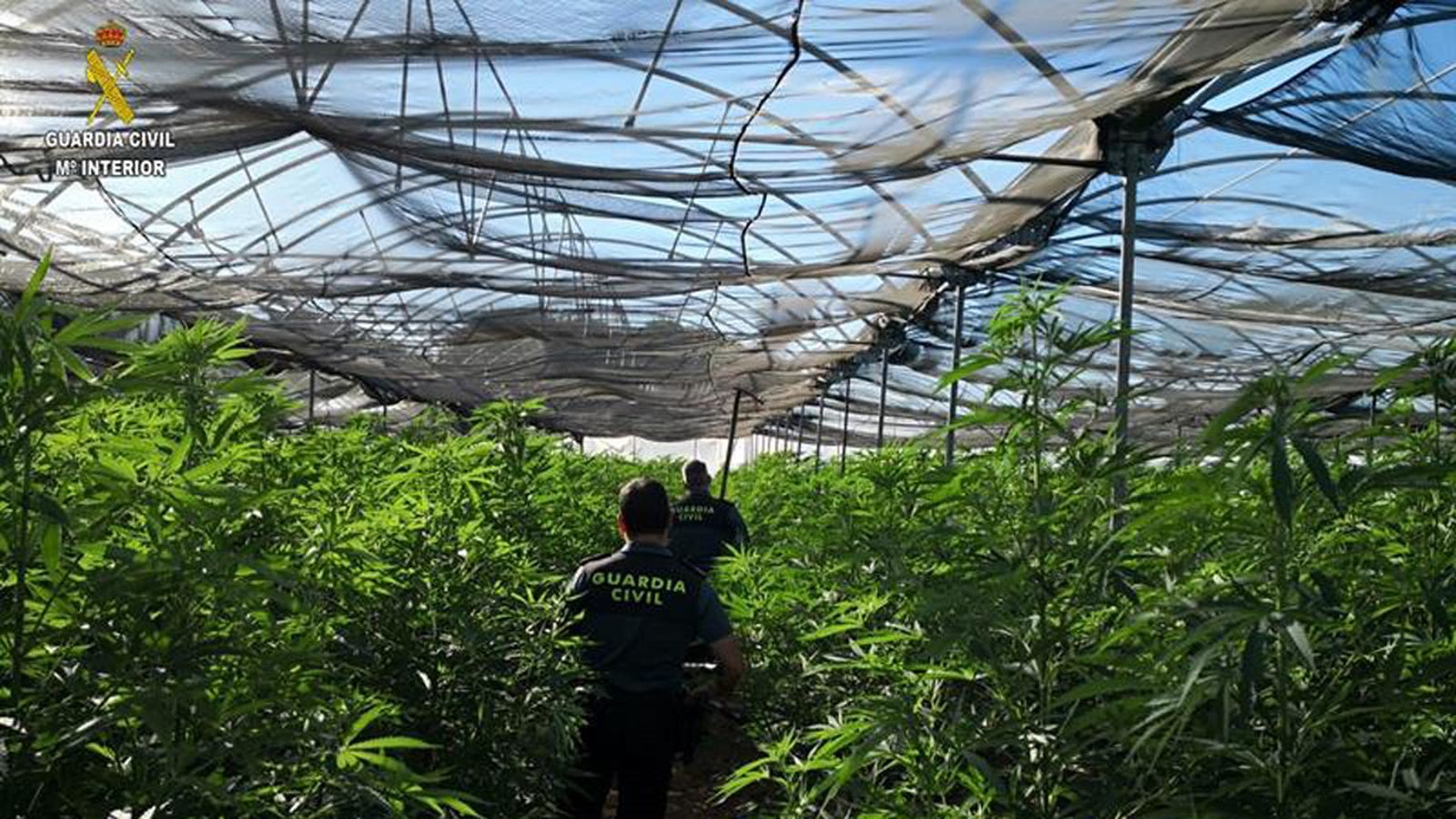 marihuana villamanrique 1024