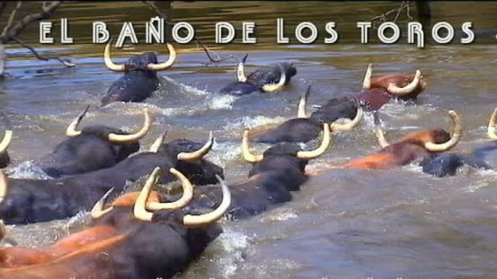 Toros para todos