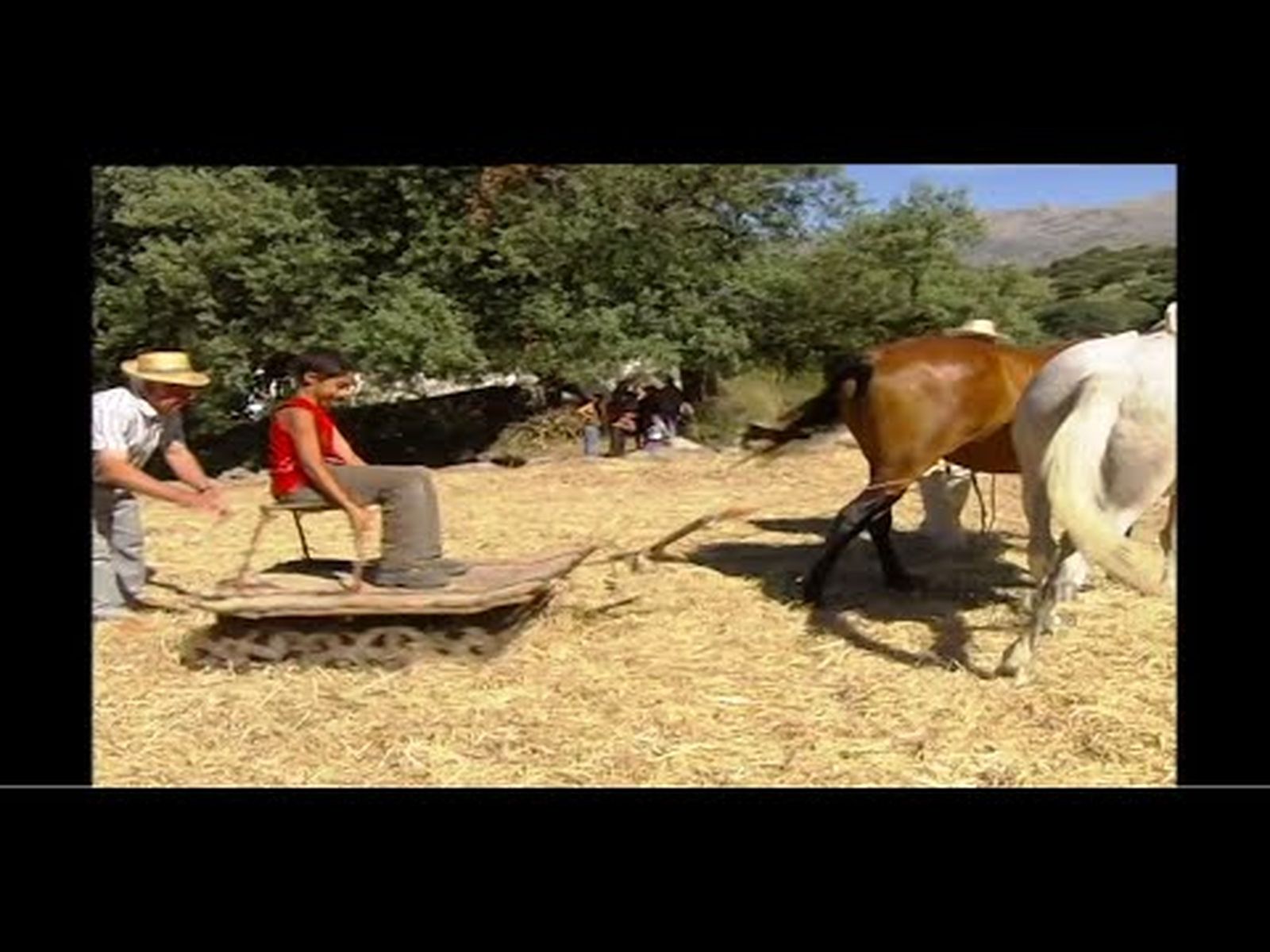 Tradiciones agrícolas: siega y trilla en el Valle del Genal (Málaga)