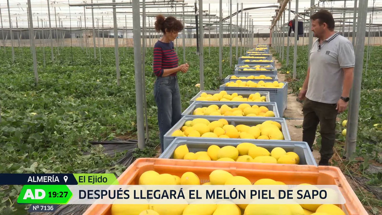 Campaña de recogida del melón el Almería