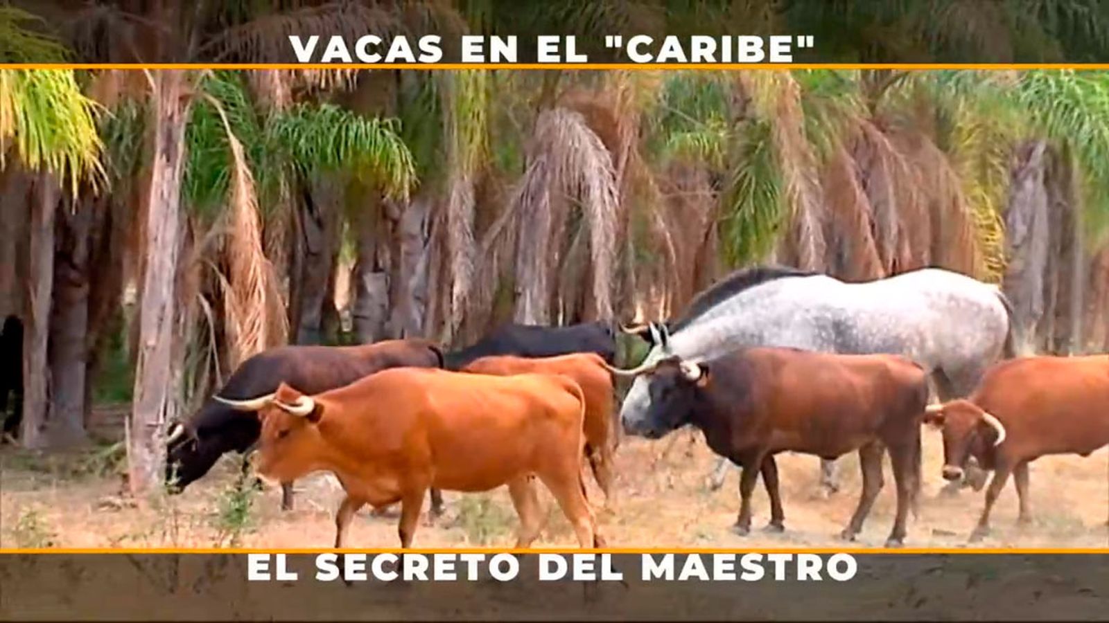 Vacas de vacaciones en el 'Caribe'