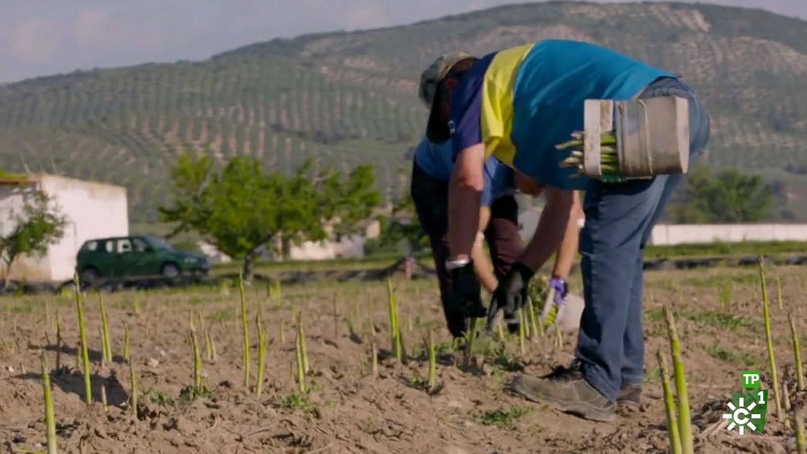 José, 30 años dedicado al cultivo del espárrago