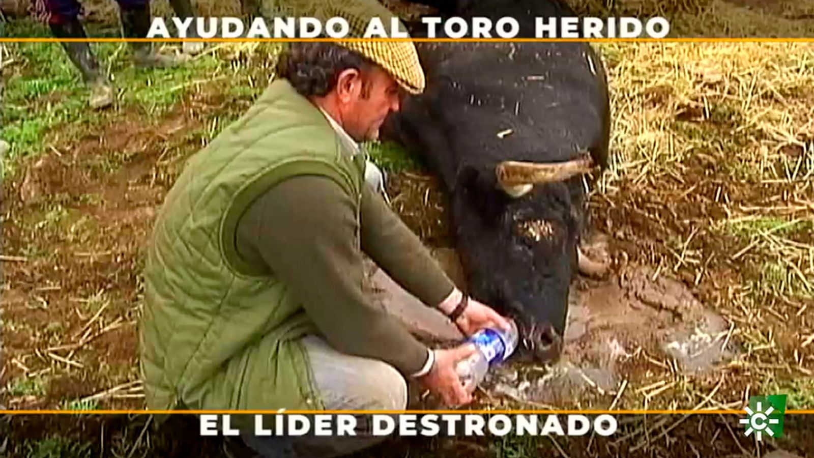 Toros para todos toro herido Osborne reportaje histórico 1024 px