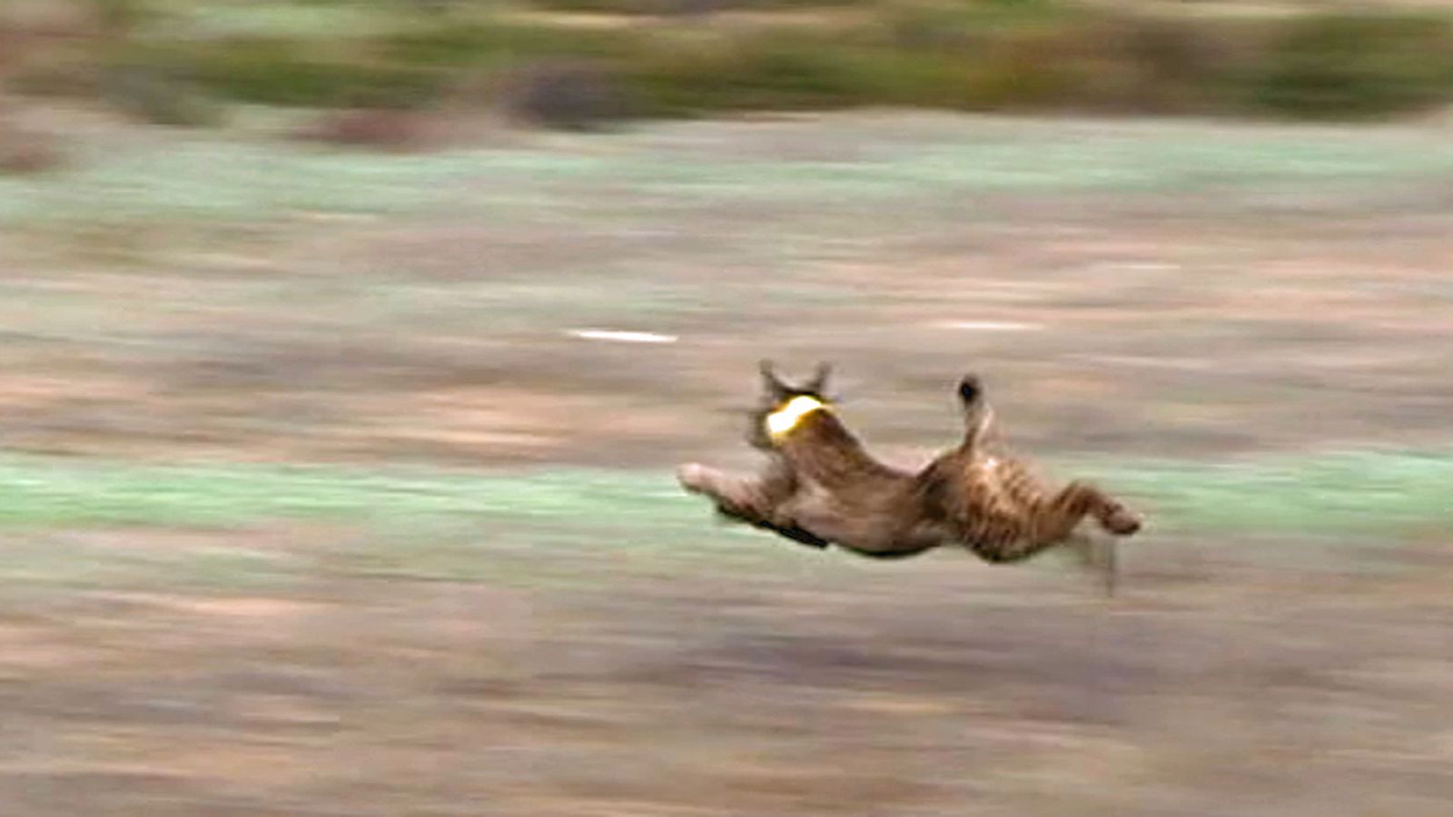 lince 1024
