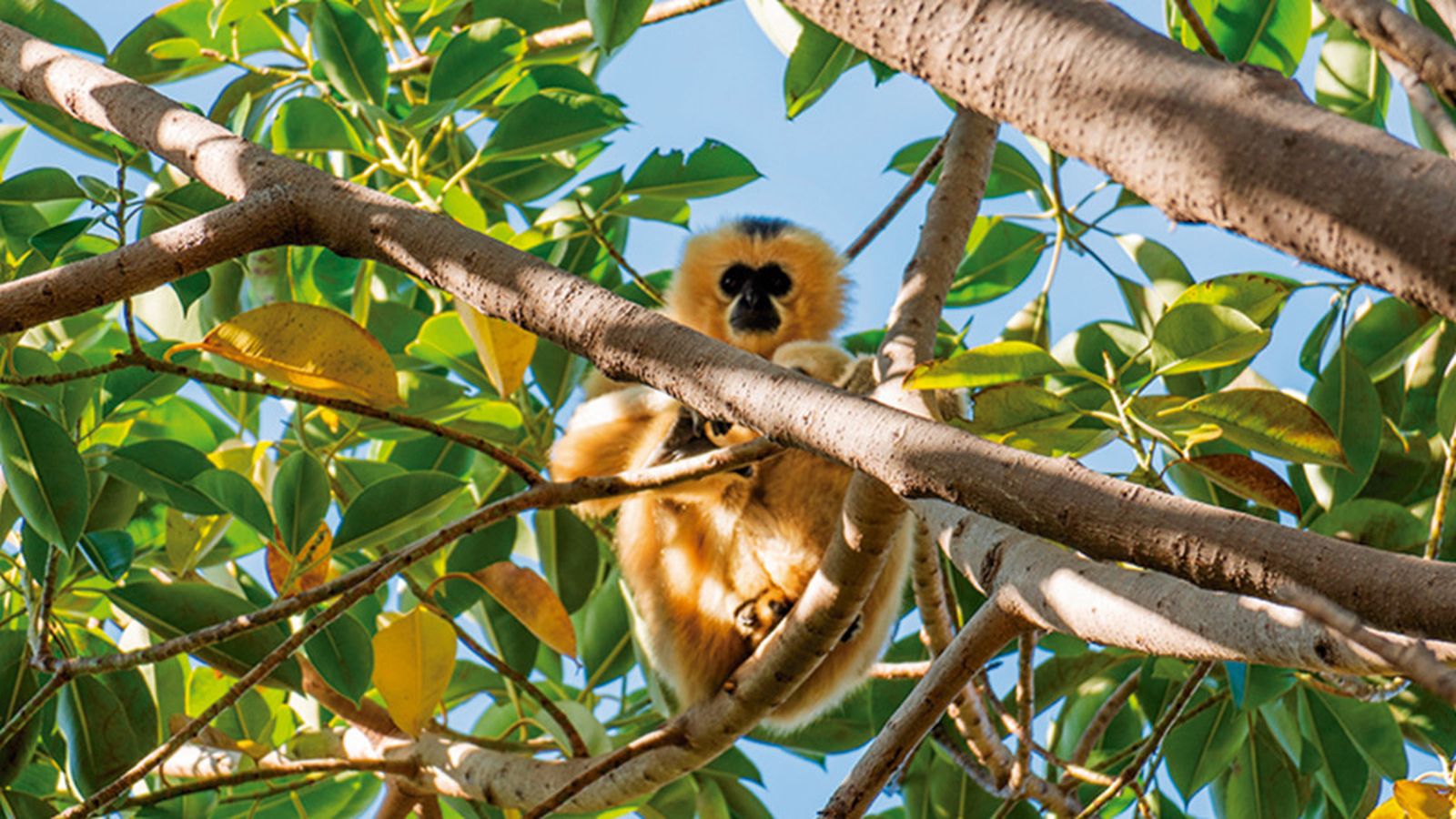 bioparc mono