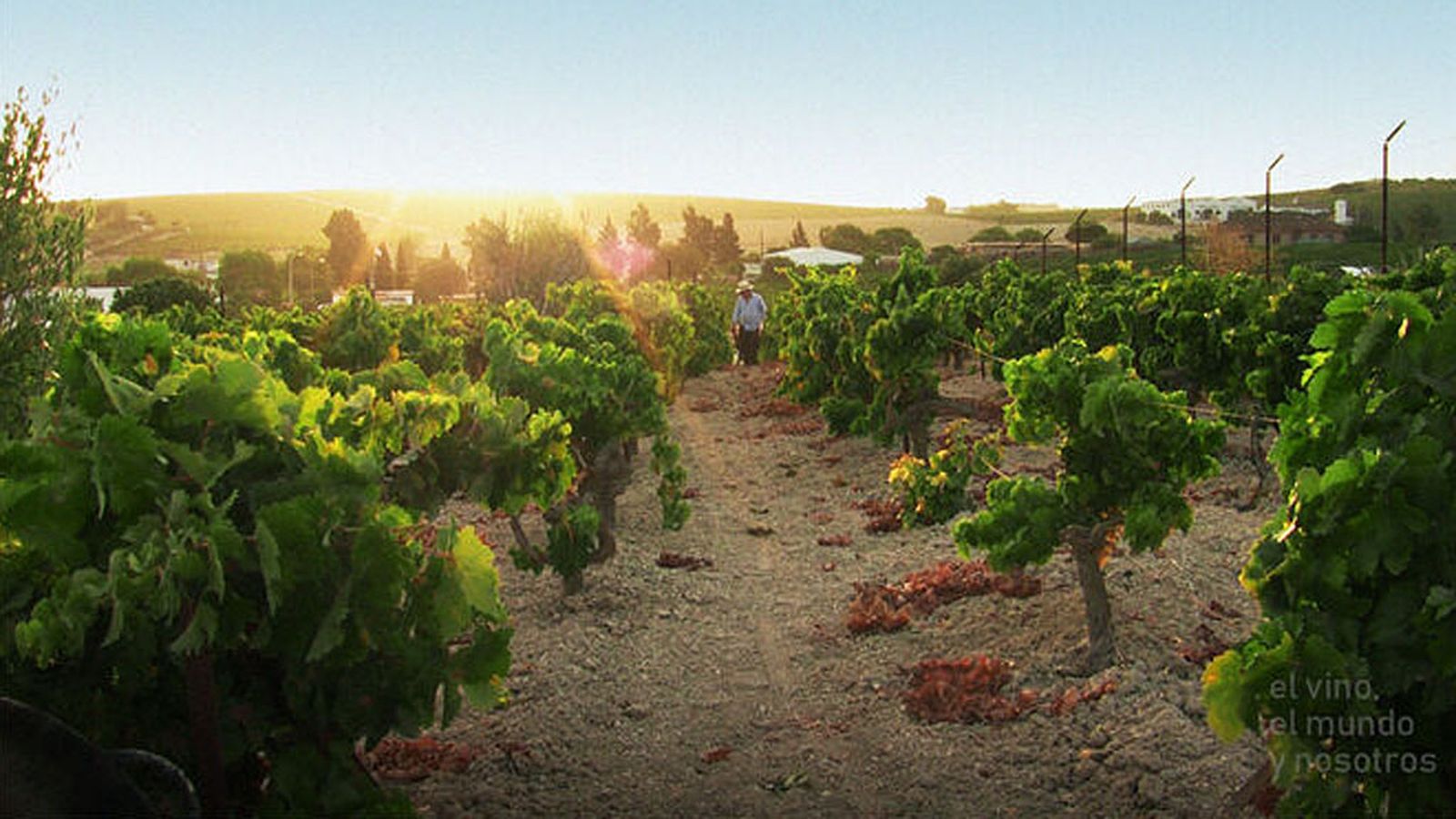Comunicación Vino Antiguo Aldea Global