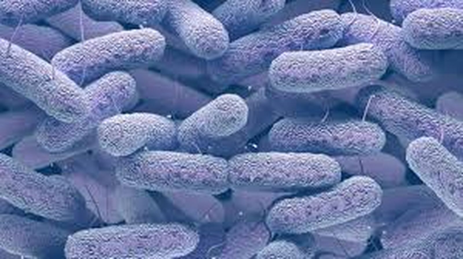 bacteria