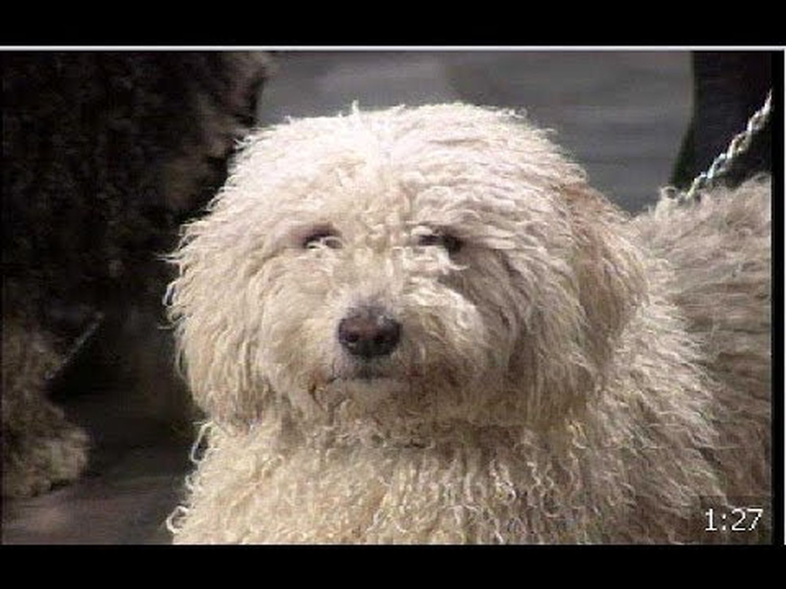 Ubrique y el perro de agua español (1991)
