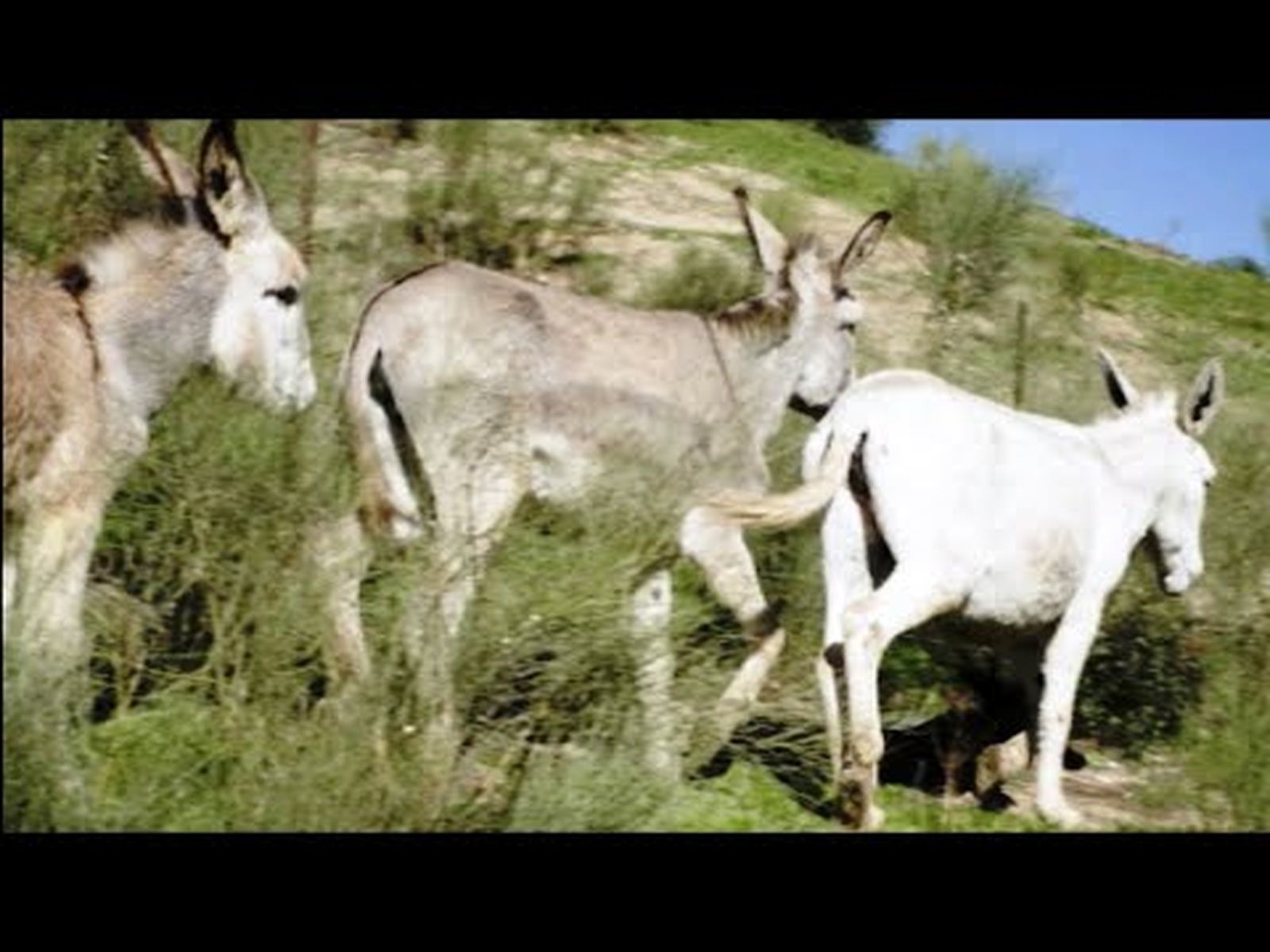 Burros felices en Morón: el amor de Francisco Gil por los caballos en Todo Caballo