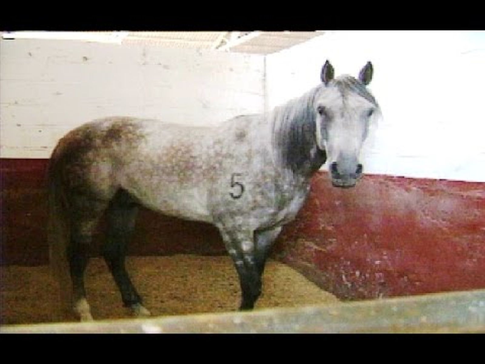 Brote de peste equina en Andalucía (1989)
