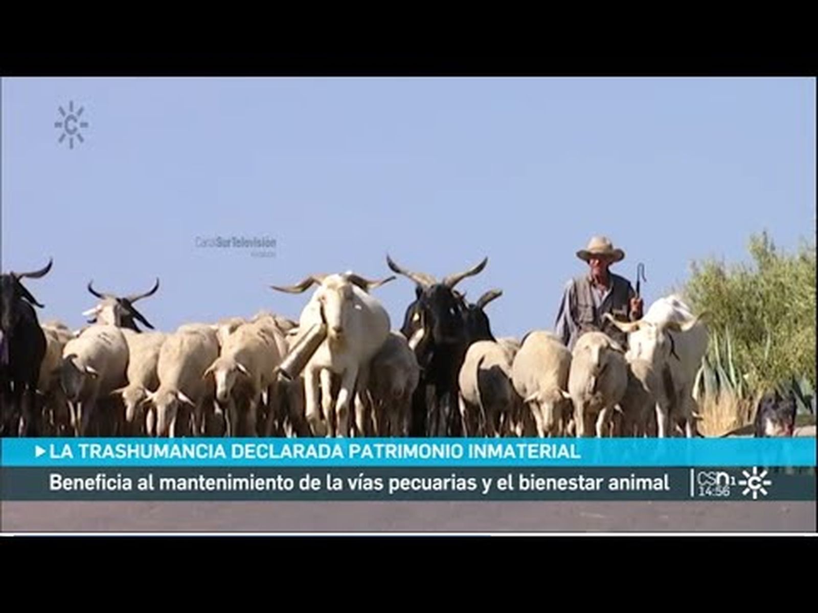 La trashumancia declarada Patrimonio Cultural Inmaterial de la Humanidad por la UNESCO