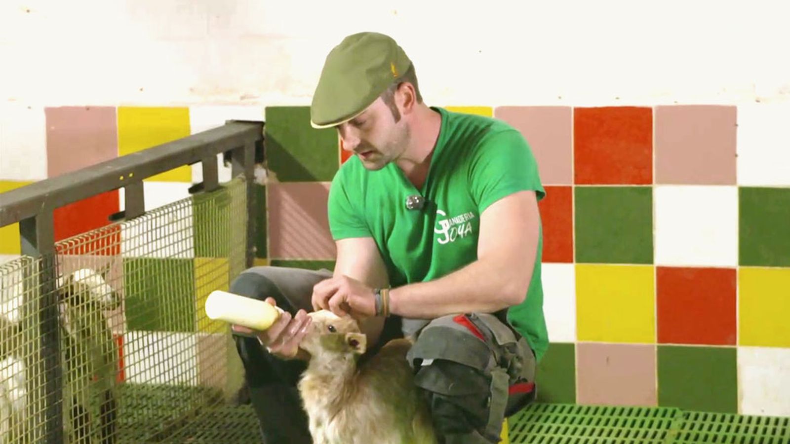 Ganadero y futuro maestro quesero con 700 cabezas de cabras floridas