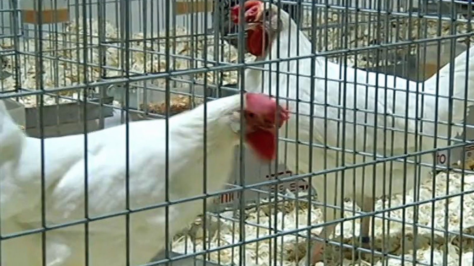 gallinas 1024