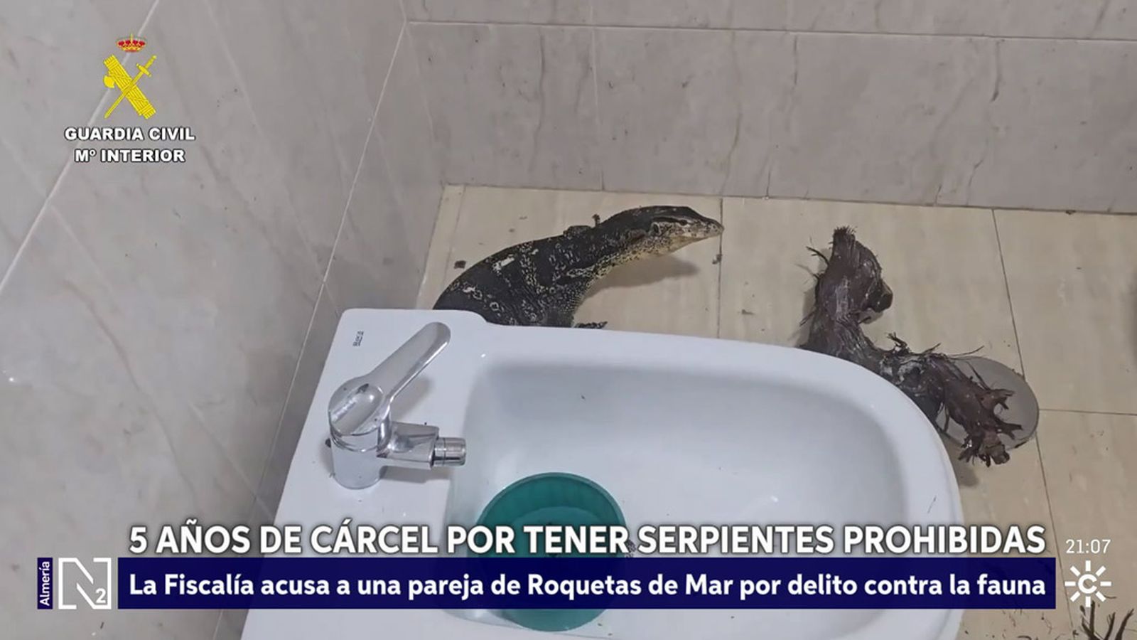 Piden 5 años de cárcel para una pareja con serpientes en su casa en Roquetas de Mar