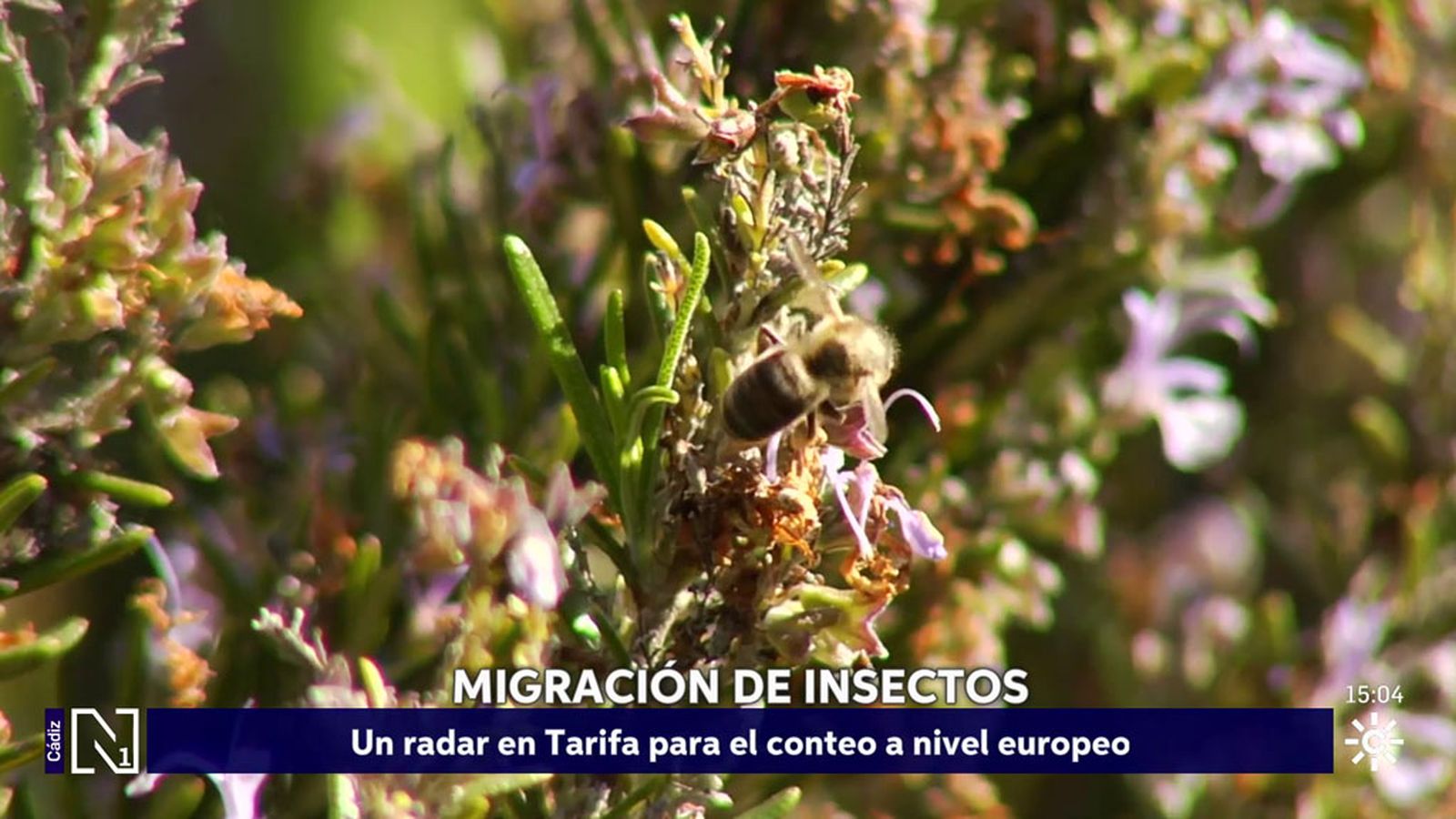 Los insectos también emigran