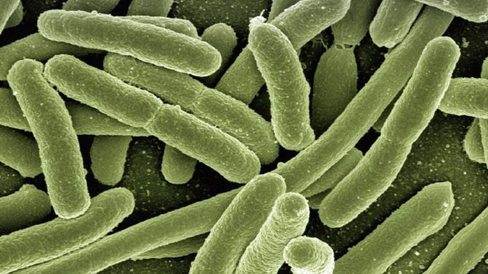 bacteria
