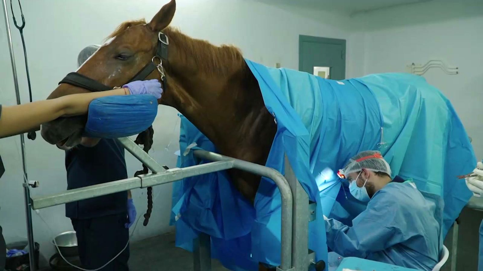 Abrimos las puertas del hospital de Manilva, referente mundial de cirugía equina