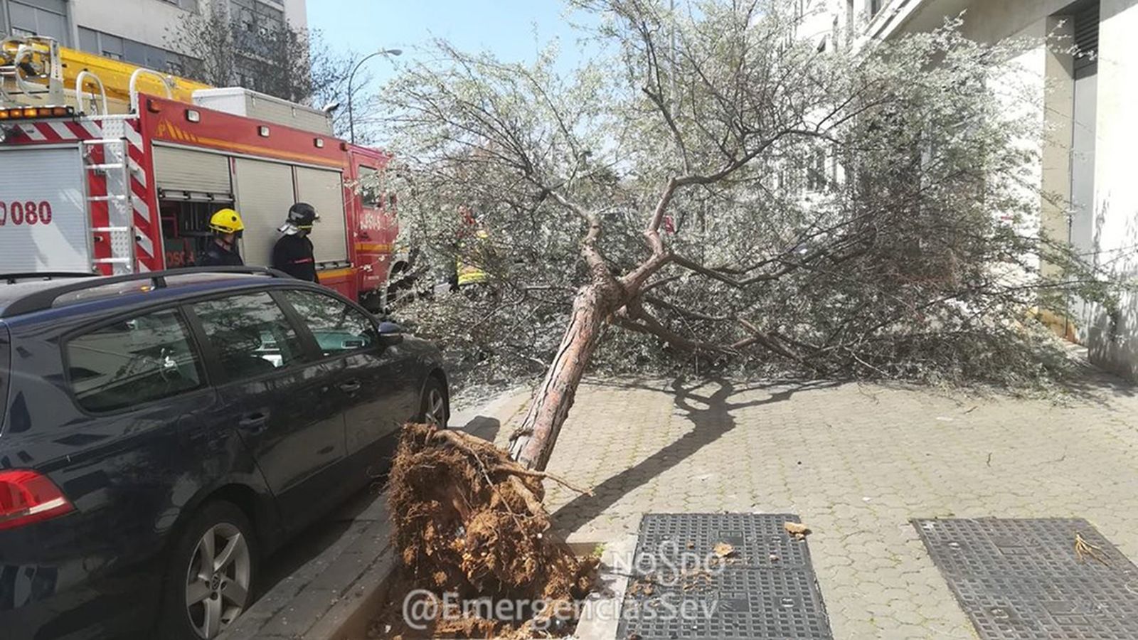 Árbol caído en Sevilla viento 1024