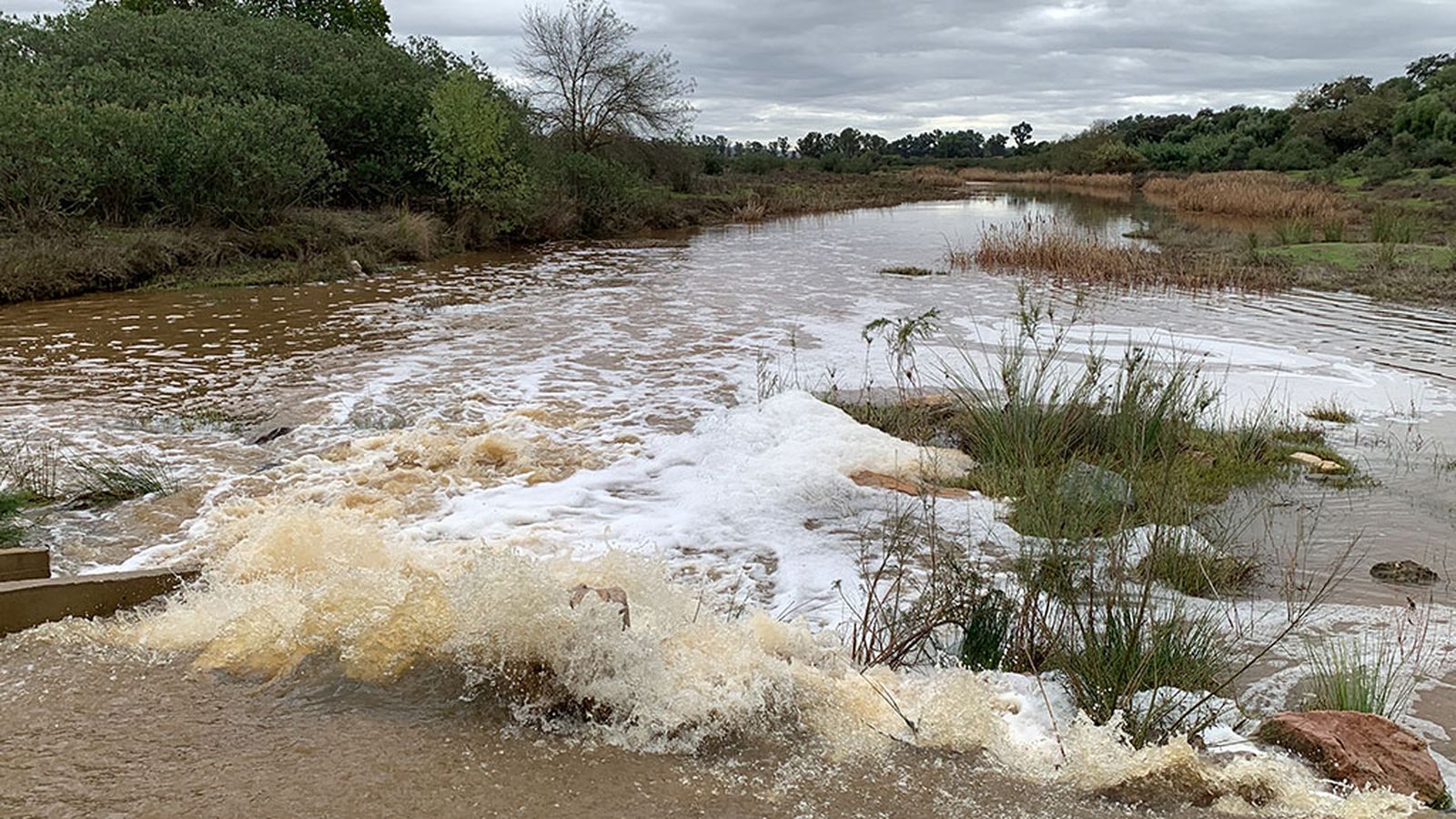 La lluvia devuelve la vida al río Guadiamar en su camino hacia Doñana