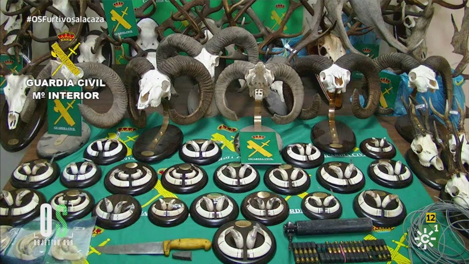 El dinero, los trofeos y la adrenalina, las motivaciones de los cazadores furtivos