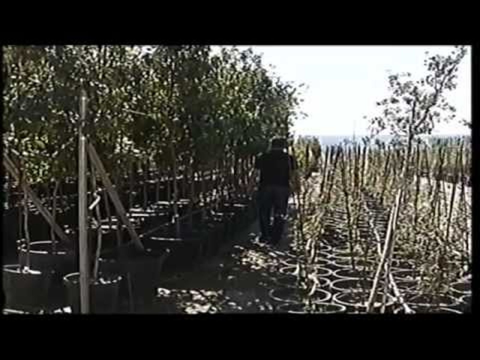 Vivero "Las Tobas y Alberquillas" de Higuera de la Sierra