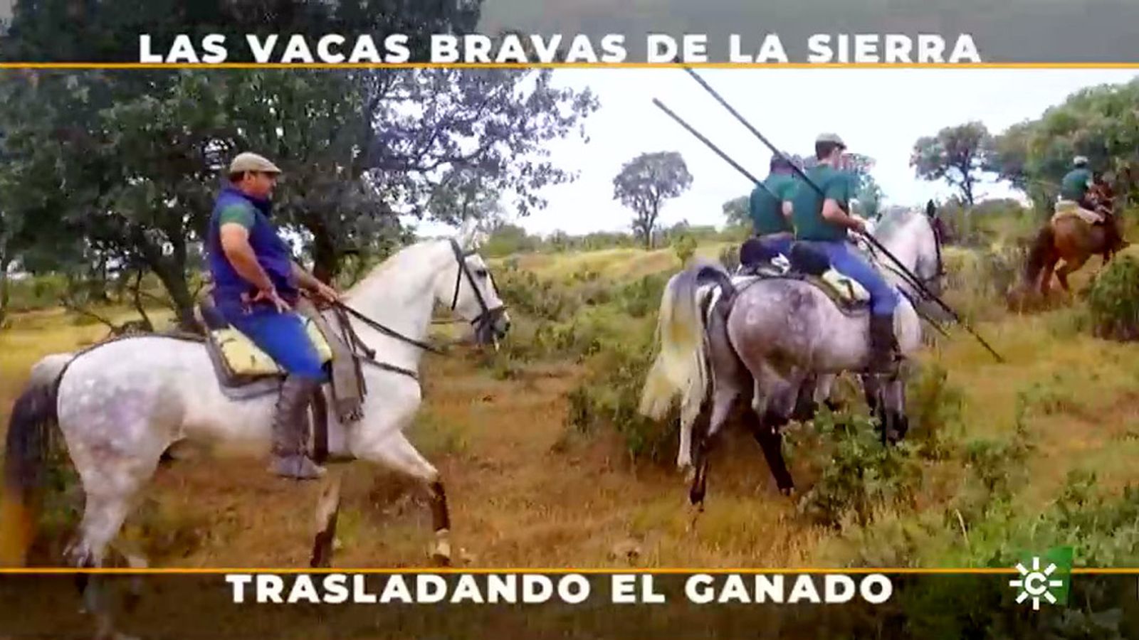 La complicada maniobra de retirar las vacas de la sierra a contraquerencia