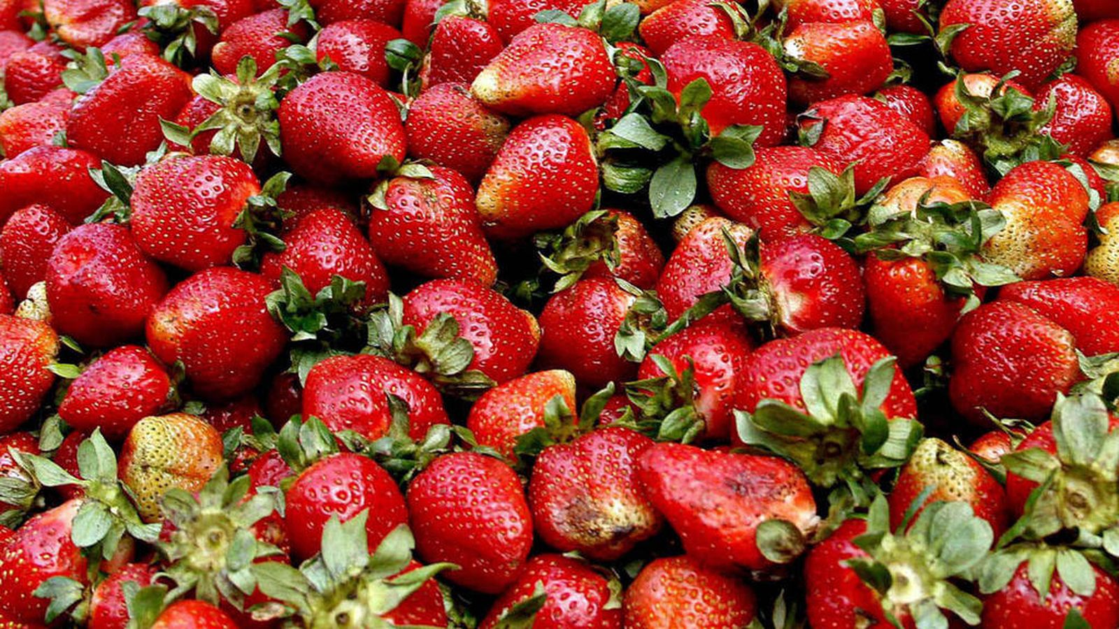 tapa fresas 1024