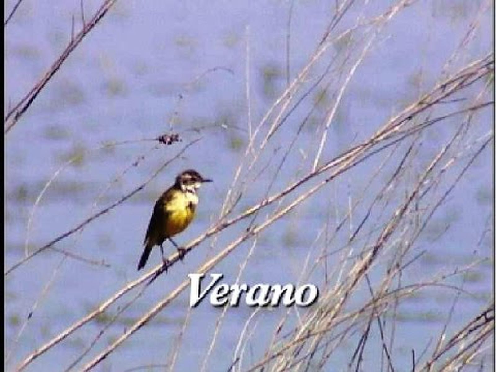 Doñana, el Parque Nacional de Doñana en Verano (Cuatro estaciones)