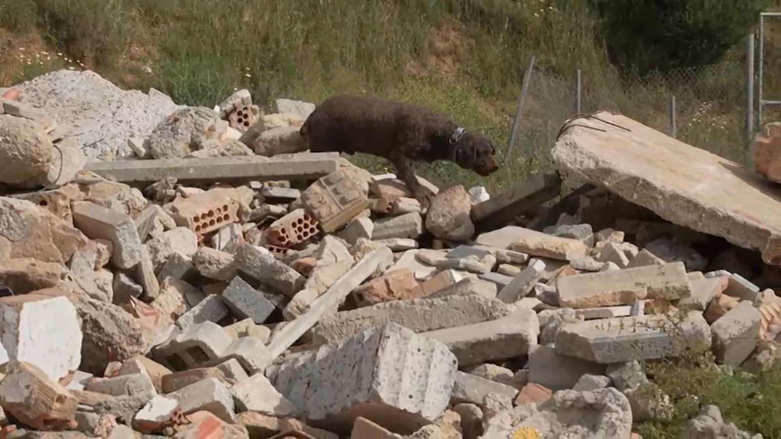 Tibu y Piero, dos perros bomberos que han salvado innumerables vidas en catástrofes