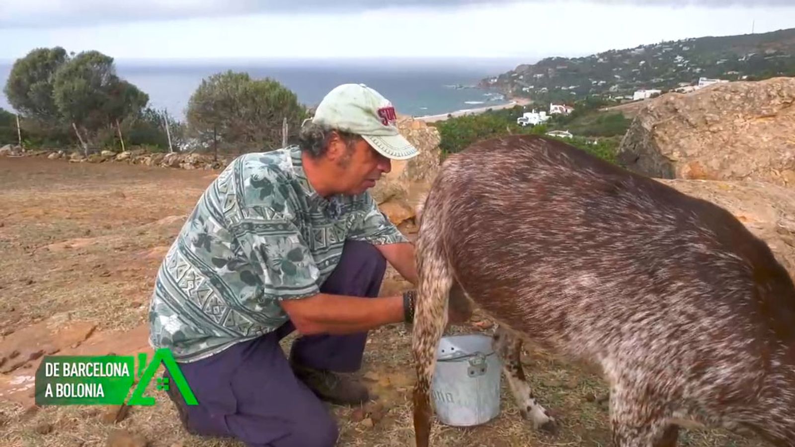 Es el pastor con más magia de Bolonia donde tiene 200 cabras floridas
