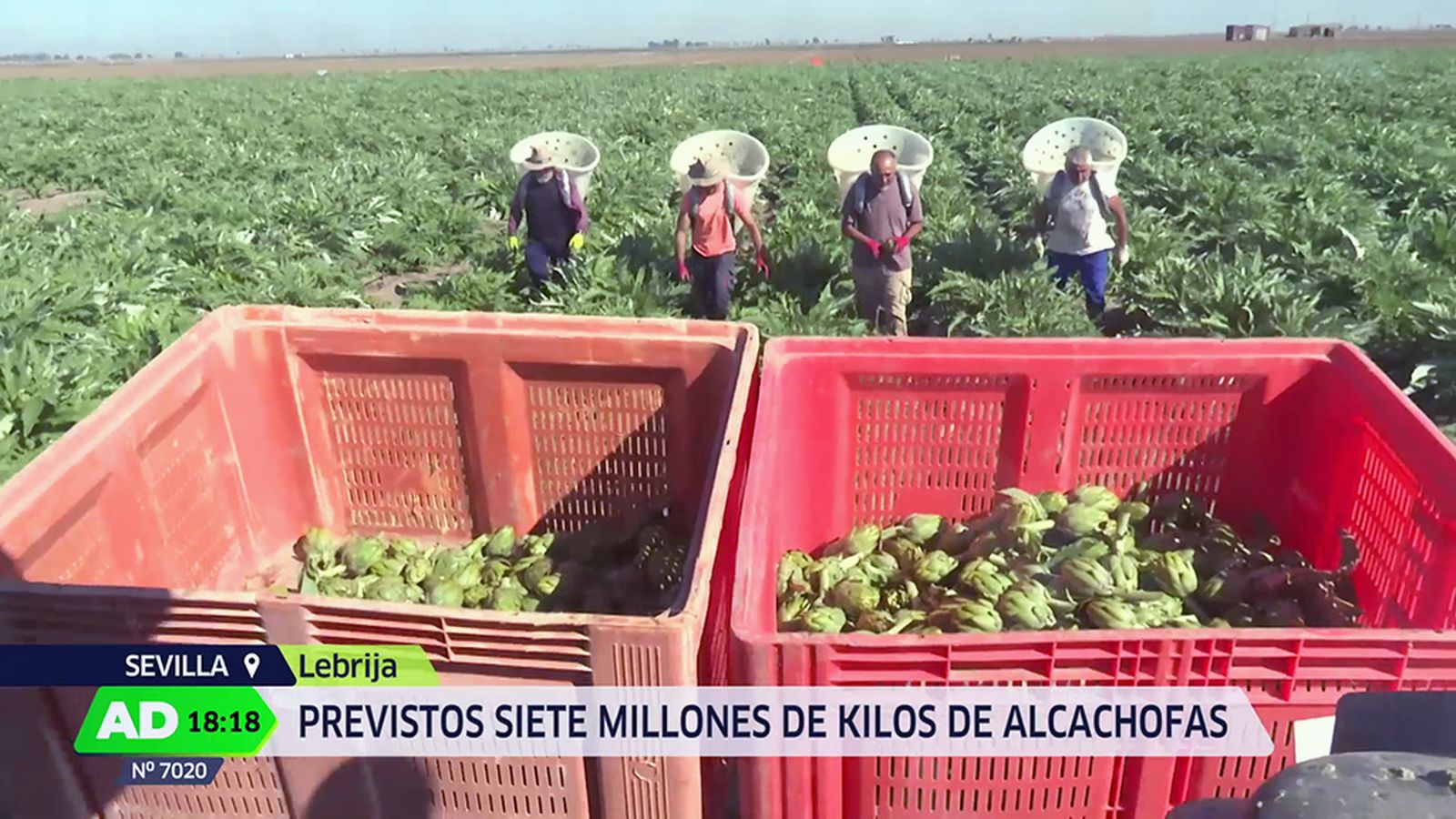 Comienza la campaña de la alcachofa en Lebrija (AD)