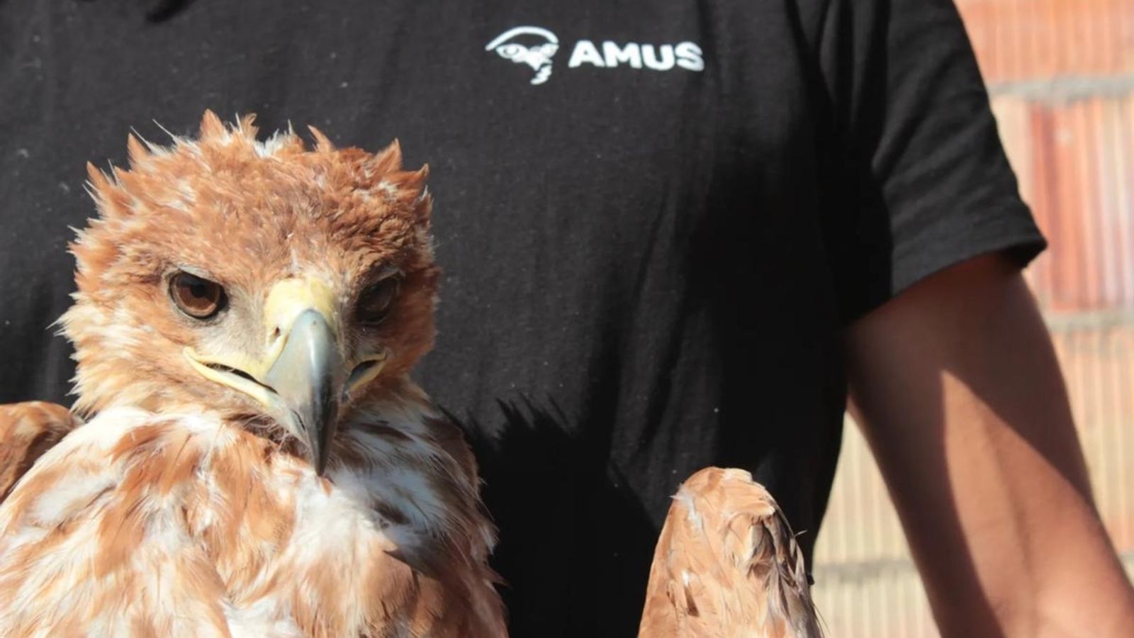 águila imperial cambio climático