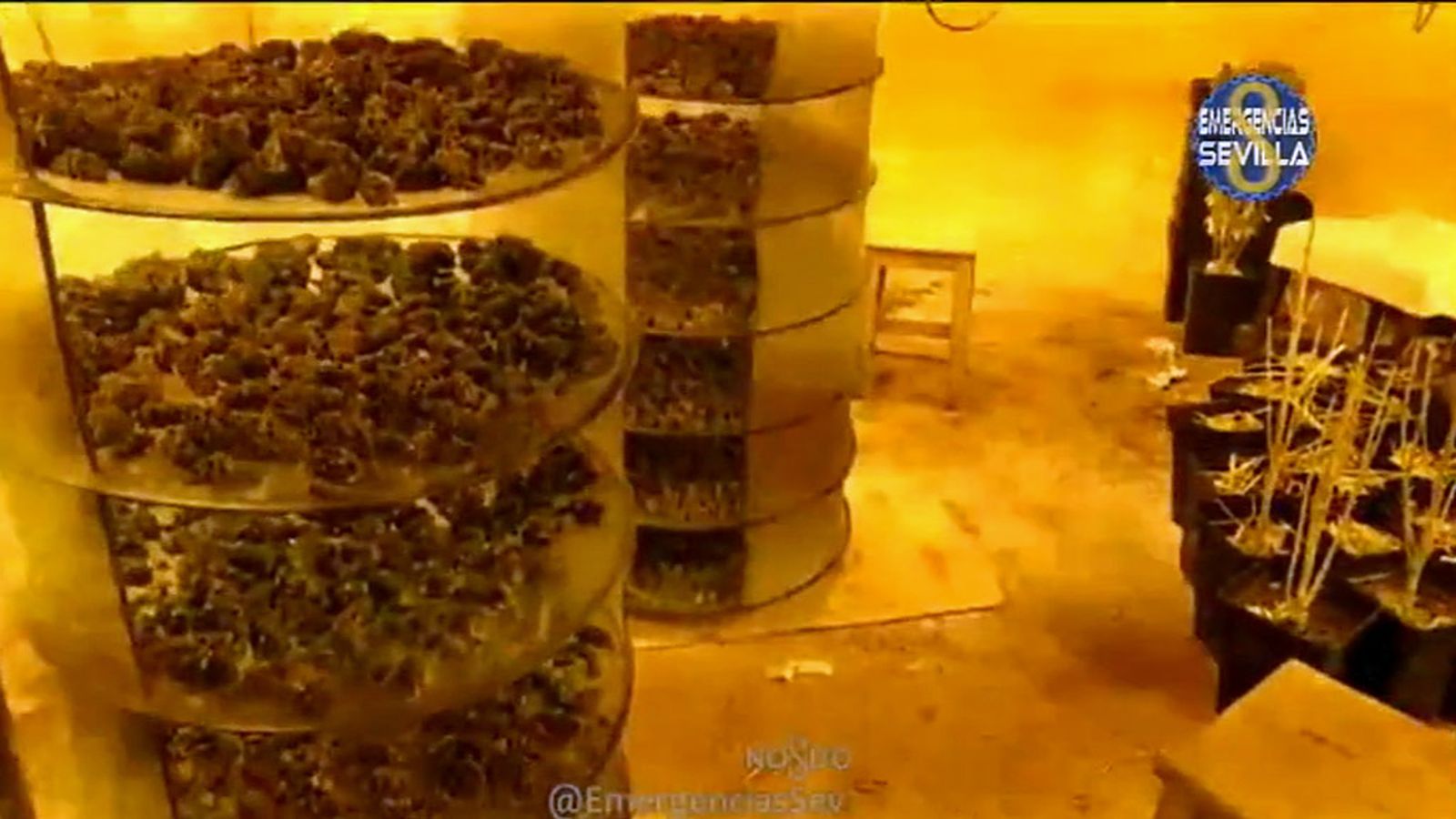 Desmantelada_plantación_marihuana