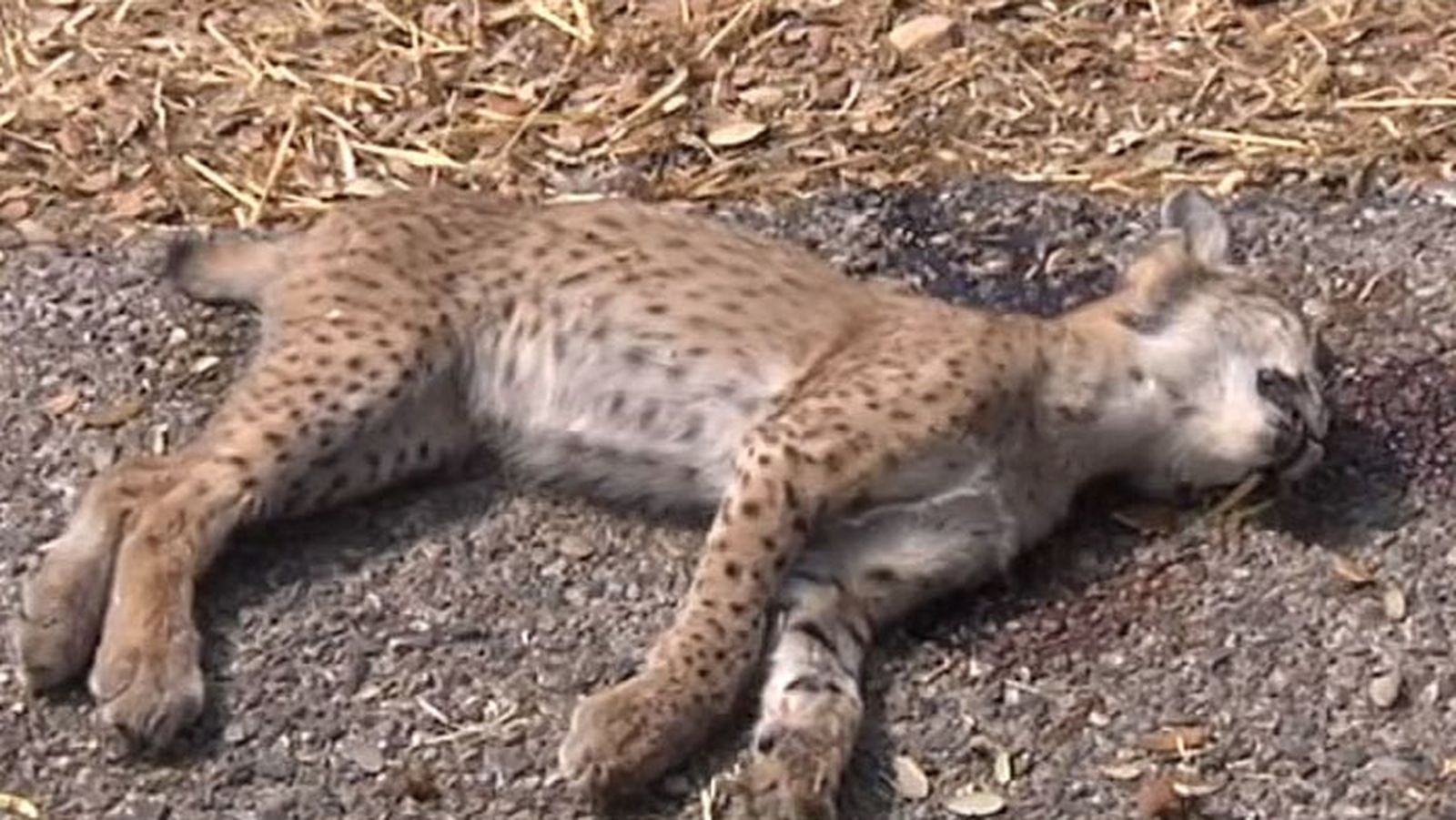 lince