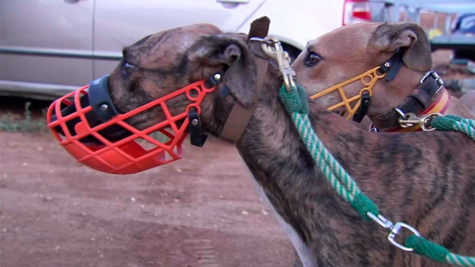 Cercados deportivos: alternativa a las carreras de galgos