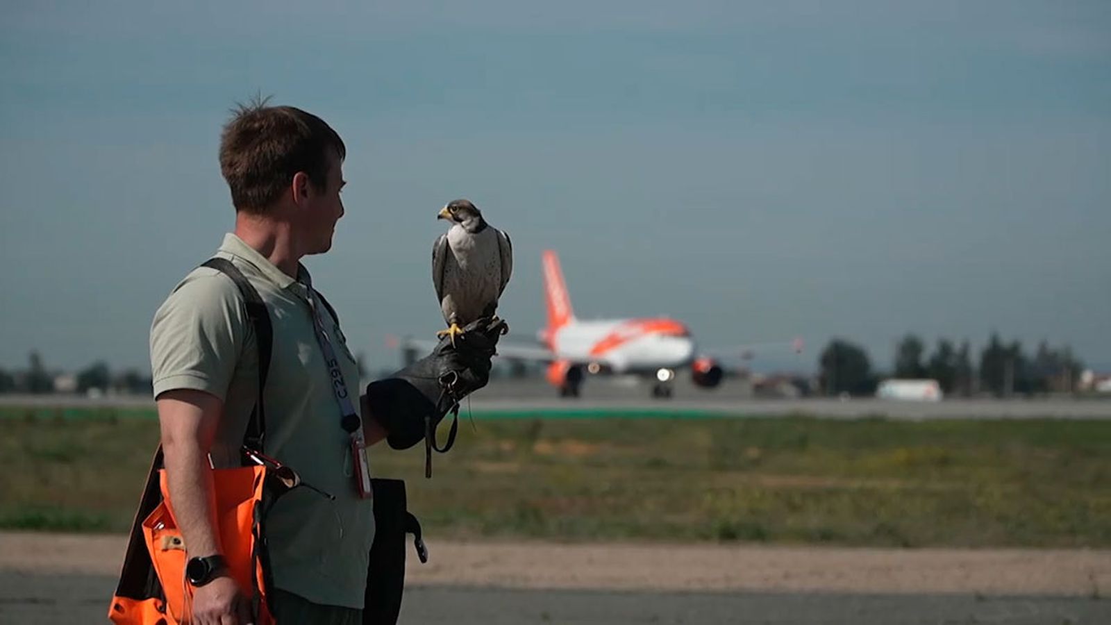 Pocoyó, un halcón que trabaja como controlador aéreo