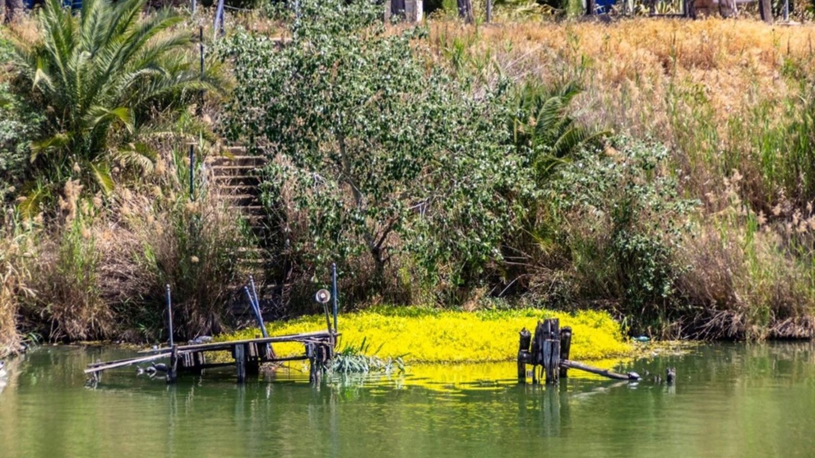 lagunilla en el Guadalquivir