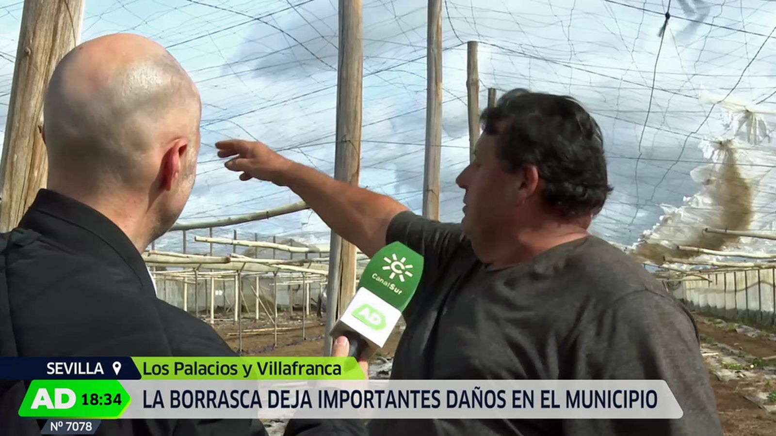 Peligra la campaña del tomate en Los Palacios a causa de los temporales