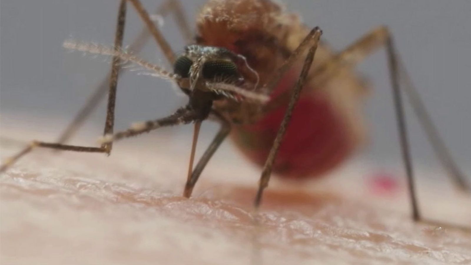 Los Reporteros 19/09/20 Mosquito virus del NIlo 1024x576