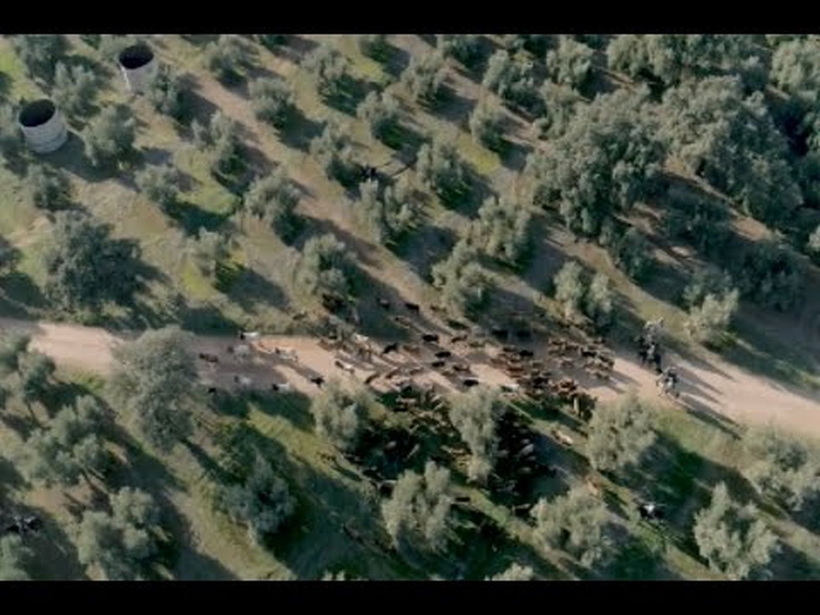 Trashumancia a caballo por Sierra Morena: rescate de vacas y becerritos en Jaén | Todo Caballo