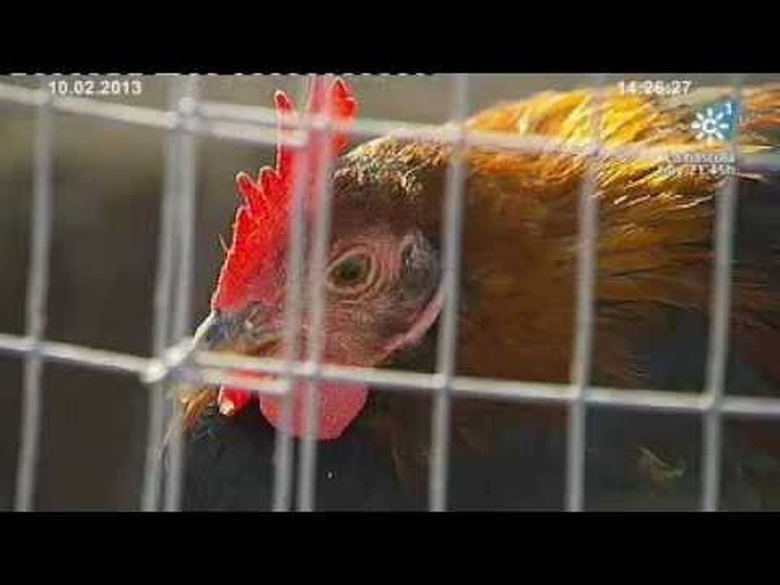 Gallos de Pelea en Andalucía. Tierra y Mar nº 956 Emisión: 10-02-2013
