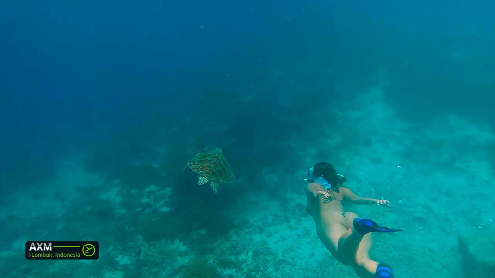 andalucia mundo tortuga indonesia sandra 1024x576