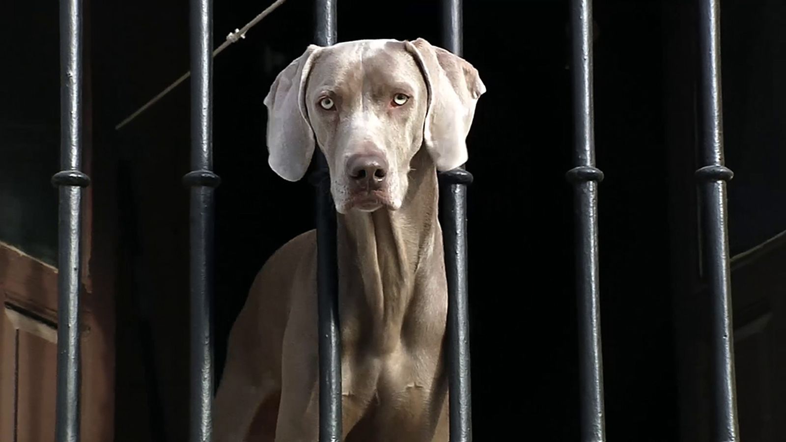 Reporteros sobre la Ley de Bienestar Animal