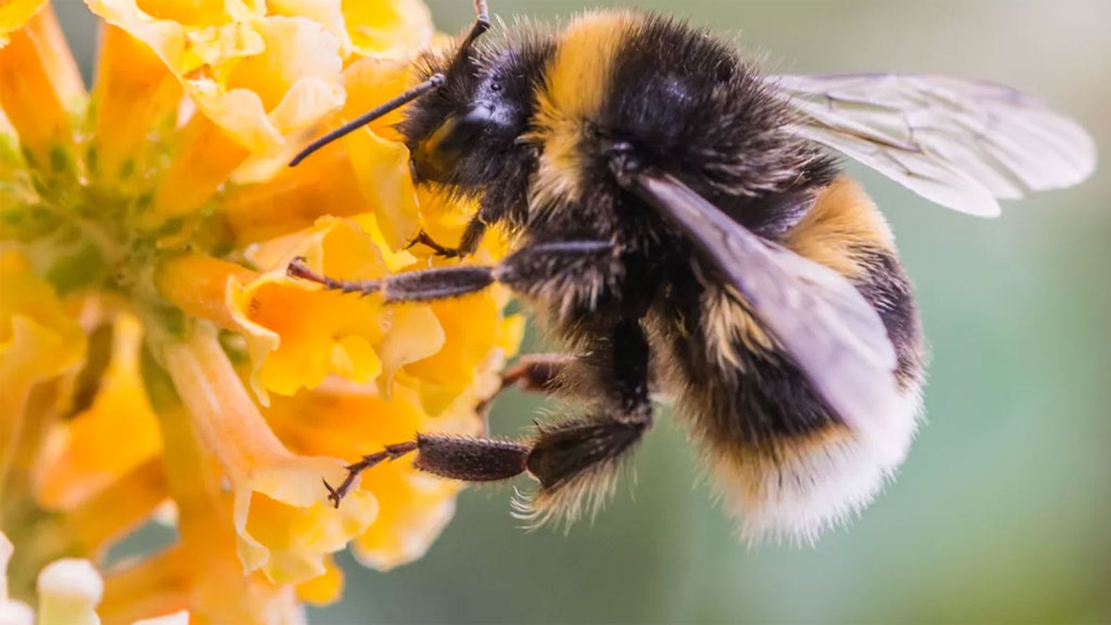 abeja descubrimiento almeria
