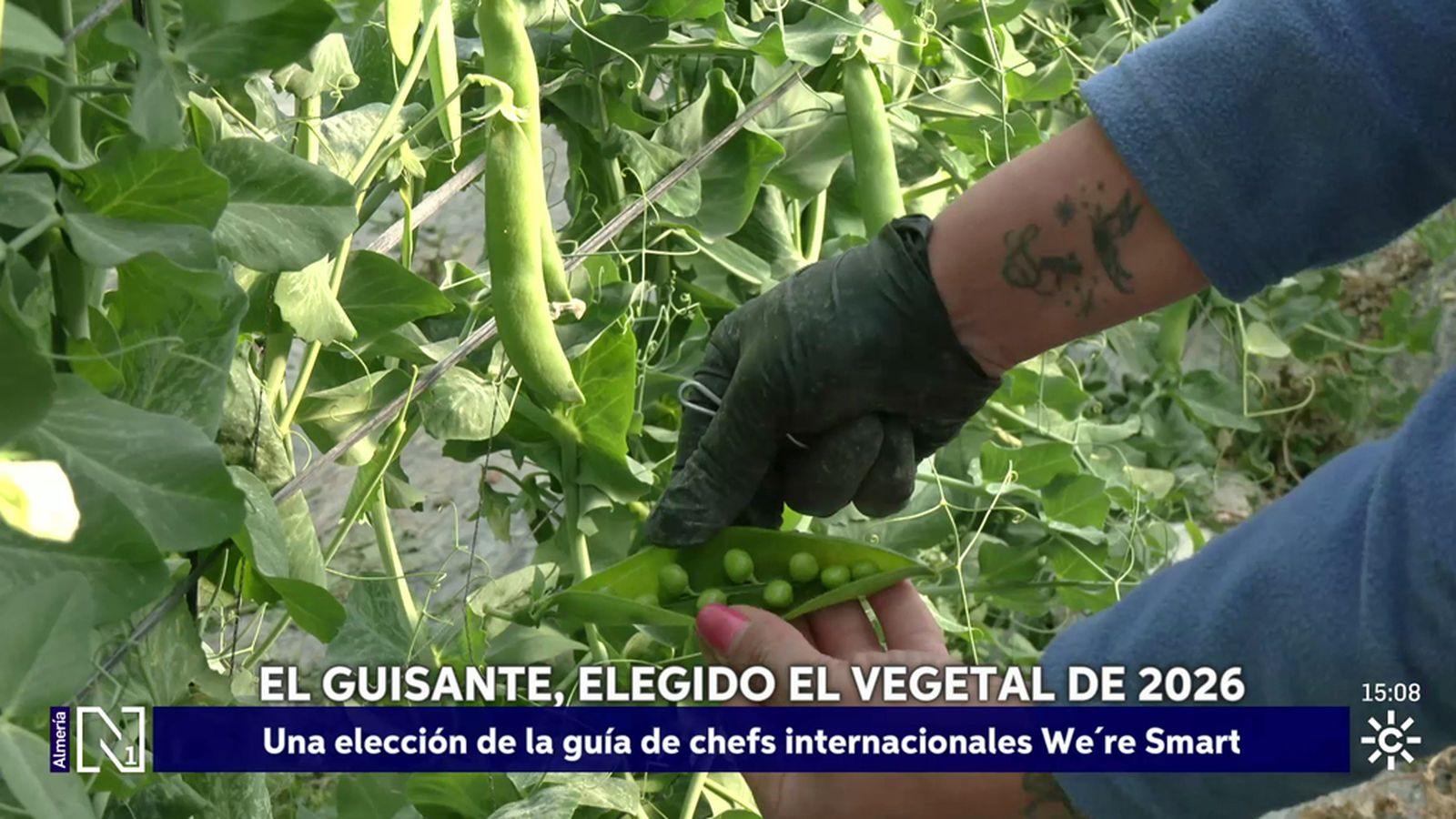 El guisante, elegido vegetal del año por la guía We Are Smart