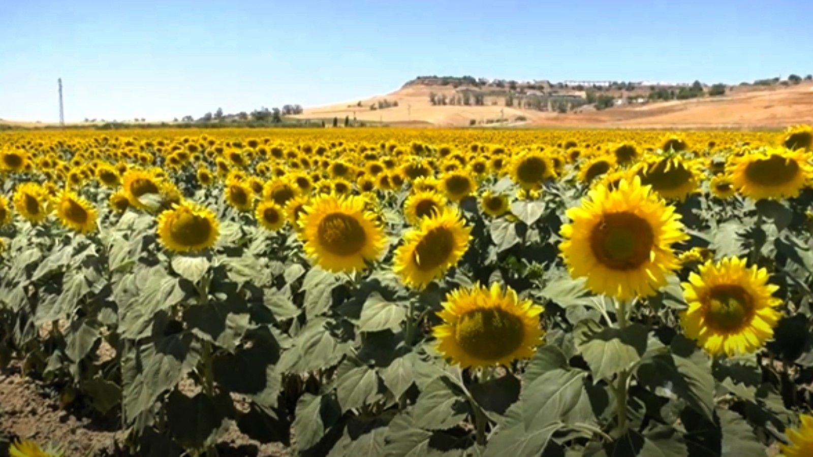 girasoles