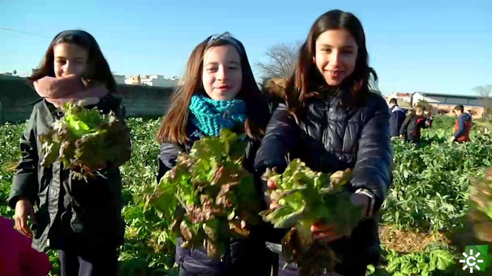 Los huertos escolares: concienciar a los más jóvenes sobre la sostenibilidad y la dieta sana
