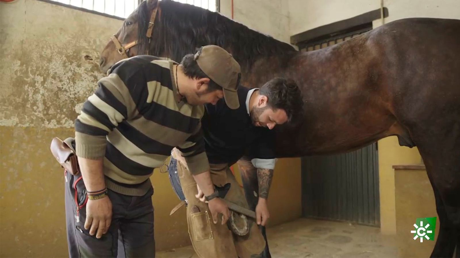 ¿Será capaz Bosco de cambiar la herradura a un caballo?